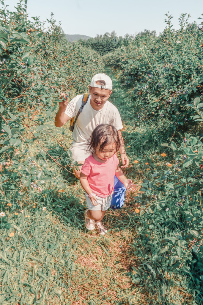 blueberry picking in Seattle with toddler